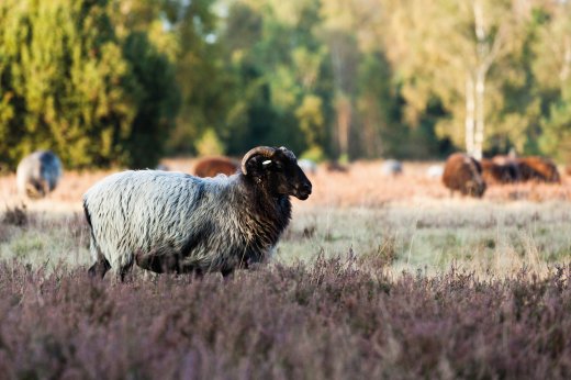 © SwantjeZink-fotolia.com